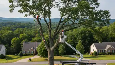 Professional tree removal service in Richmond VA safely cutting down large oak tree