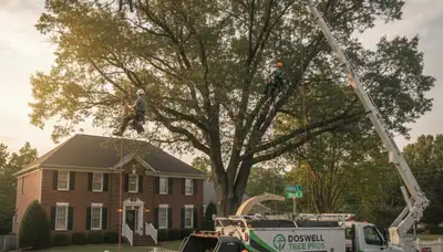 Professional tree removal service in Richmond VA safely cutting down damaged oak tree