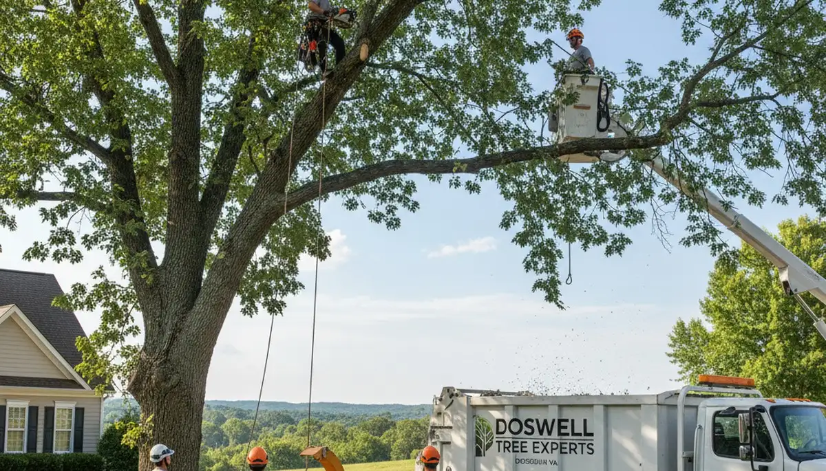 Professional tree removal service in Richmond VA safely cutting down large oak tree