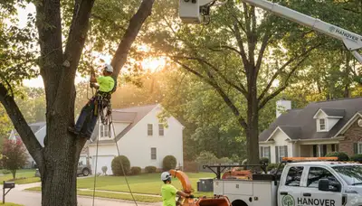 Professional tree removal service in Richmond VA clearing large oak safely