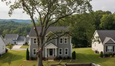 Professional tree removal service in Richmond VA by certified arborists at treeserviceinrichmondva.com