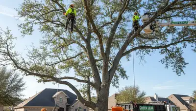 Arborist trimming oak tree branches in Richmond, VA for professional tree care service