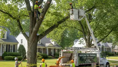 Professional tree removal service in Richmond VA clearing large oak safely