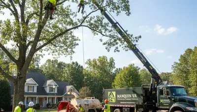 Professional tree removal service in Richmond VA clearing large oak safely
