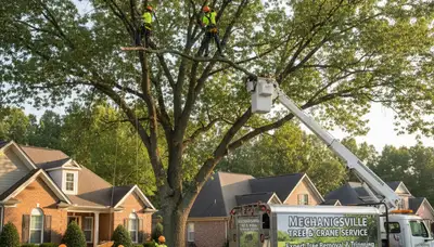 Professional tree removal service in Richmond VA by certified arborists