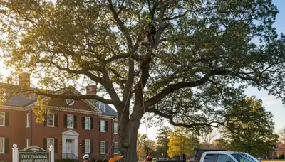 Professional tree removal service in Richmond, VA by certified arborists