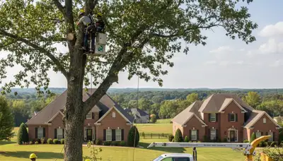 Professional tree removal service team working in Richmond, VA yard