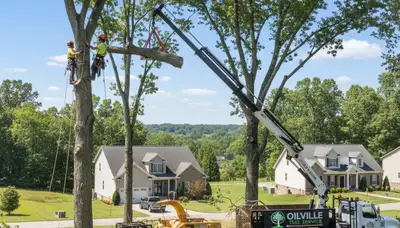 Professional tree removal service in Richmond VA safely cutting and clearing large oak trees