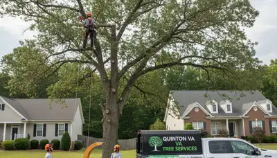 Professional tree removal service in Richmond VA safely cutting and clearing large trees